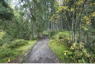 Photo Reference of Background Forest 0007